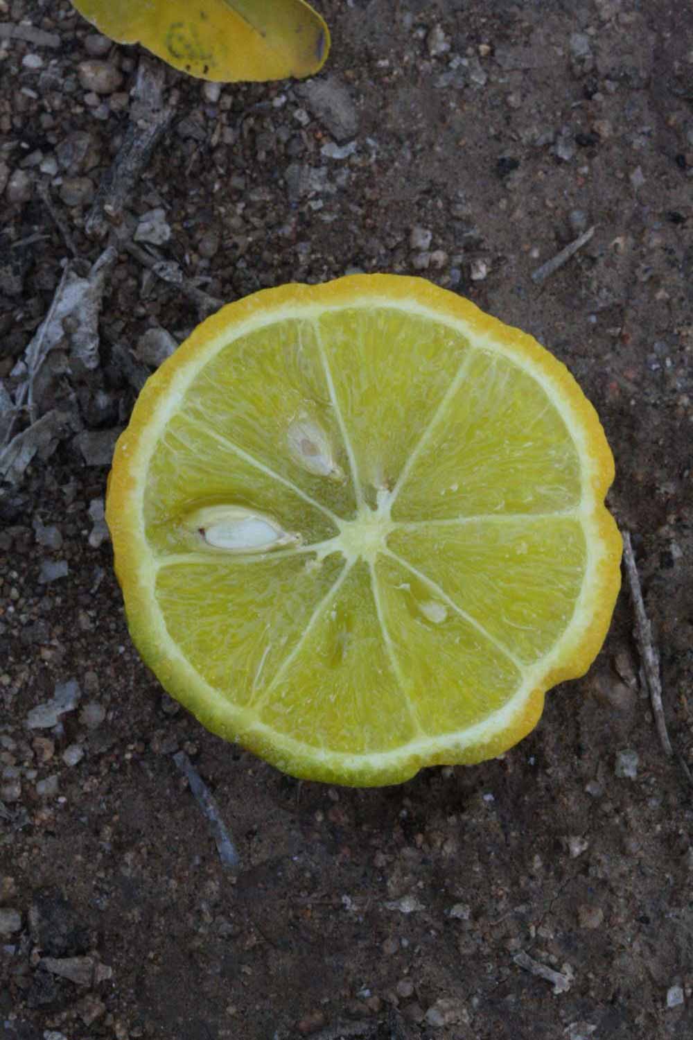              Fruit cross-section of  Citrus limon      x  Poncirus   trifoliata           (1449 [citremon], Riverside,   CA)       
